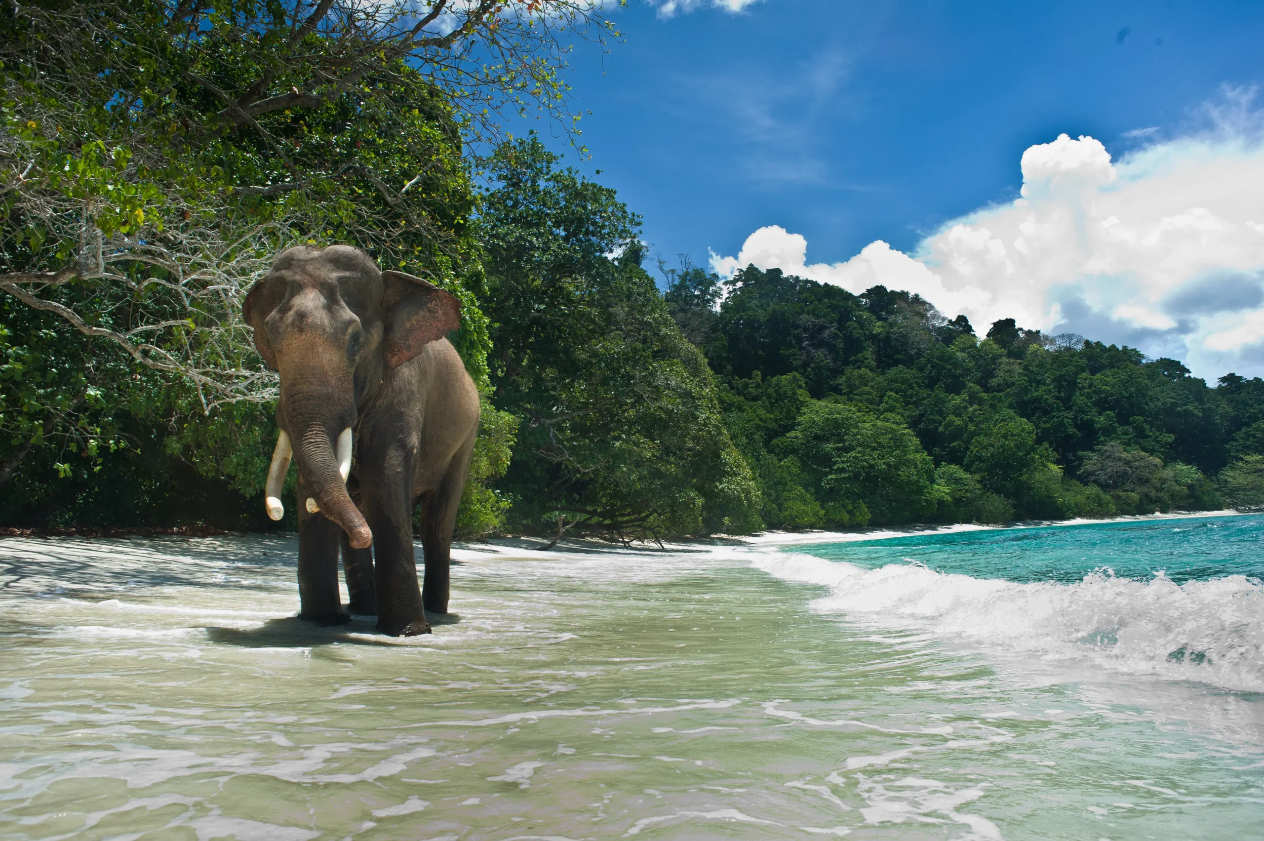 Elephant Beach